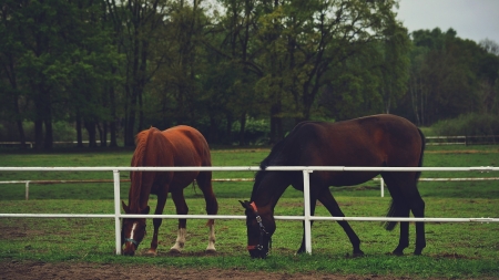 horses, ptrepka, Pixabay license