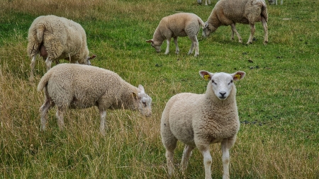 Flemming Munch - A curious sheep, CC BY 2.0