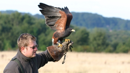 Female Harris' Hawk, Dave-F, CC BY 2.0